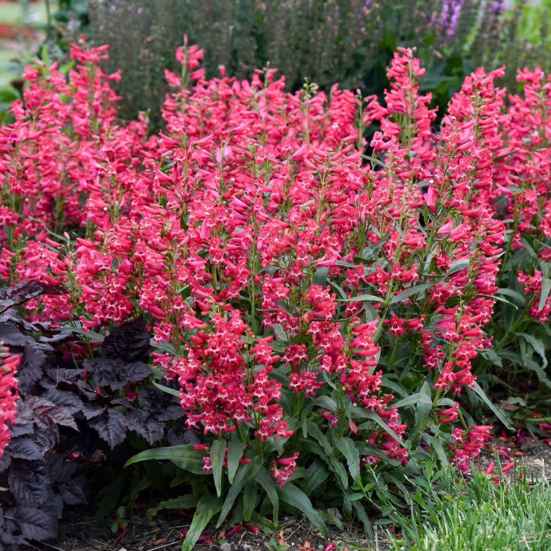 Bejeweled® 'Rose Rhinestones' Bearded Penstemon (Penstemon barbatus)