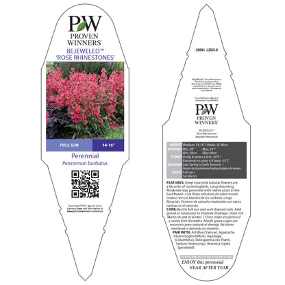 Bejeweled® 'Rose Rhinestones' Bearded Penstemon (Penstemon barbatus)