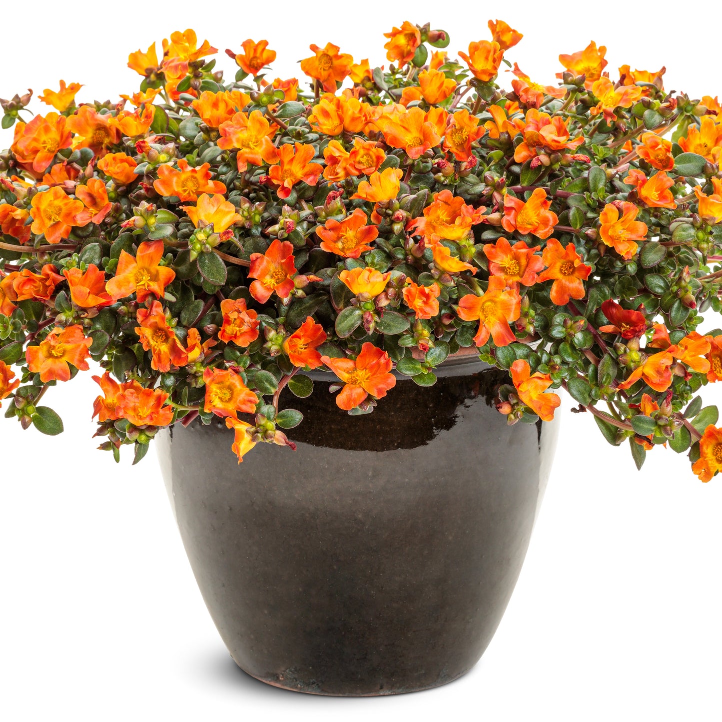 Mojave® Tangerine Purslane (Portulaca umbraticola)