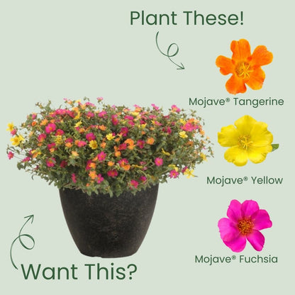 Mojave® Tangerine Purslane (Portulaca umbraticola)