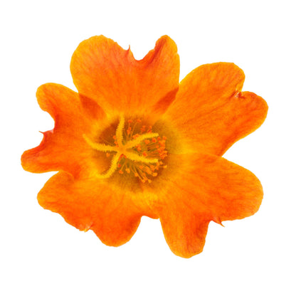 Mojave® Tangerine Purslane (Portulaca umbraticola)