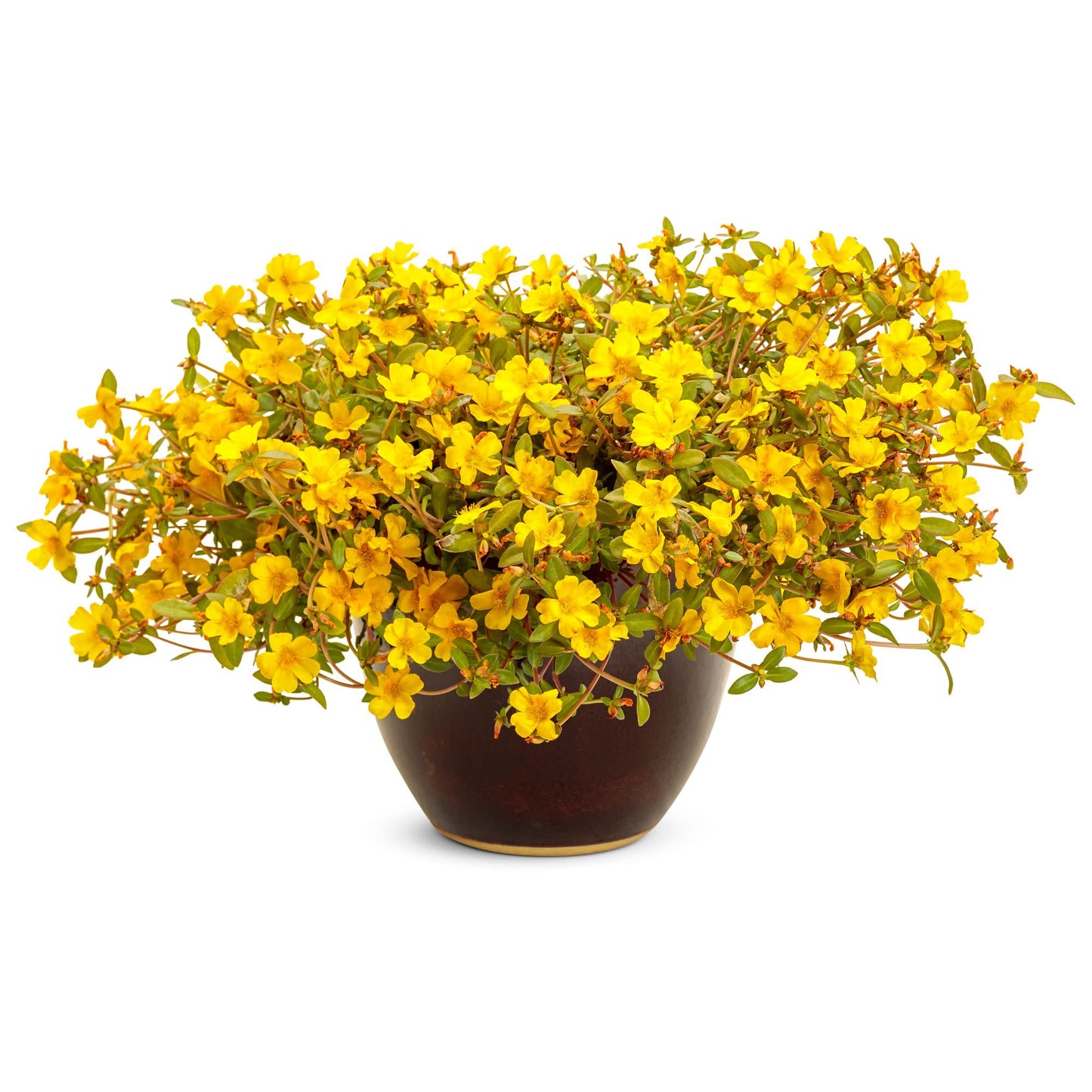 Mojave® Yellow Purslane (Portulaca umbraticola)