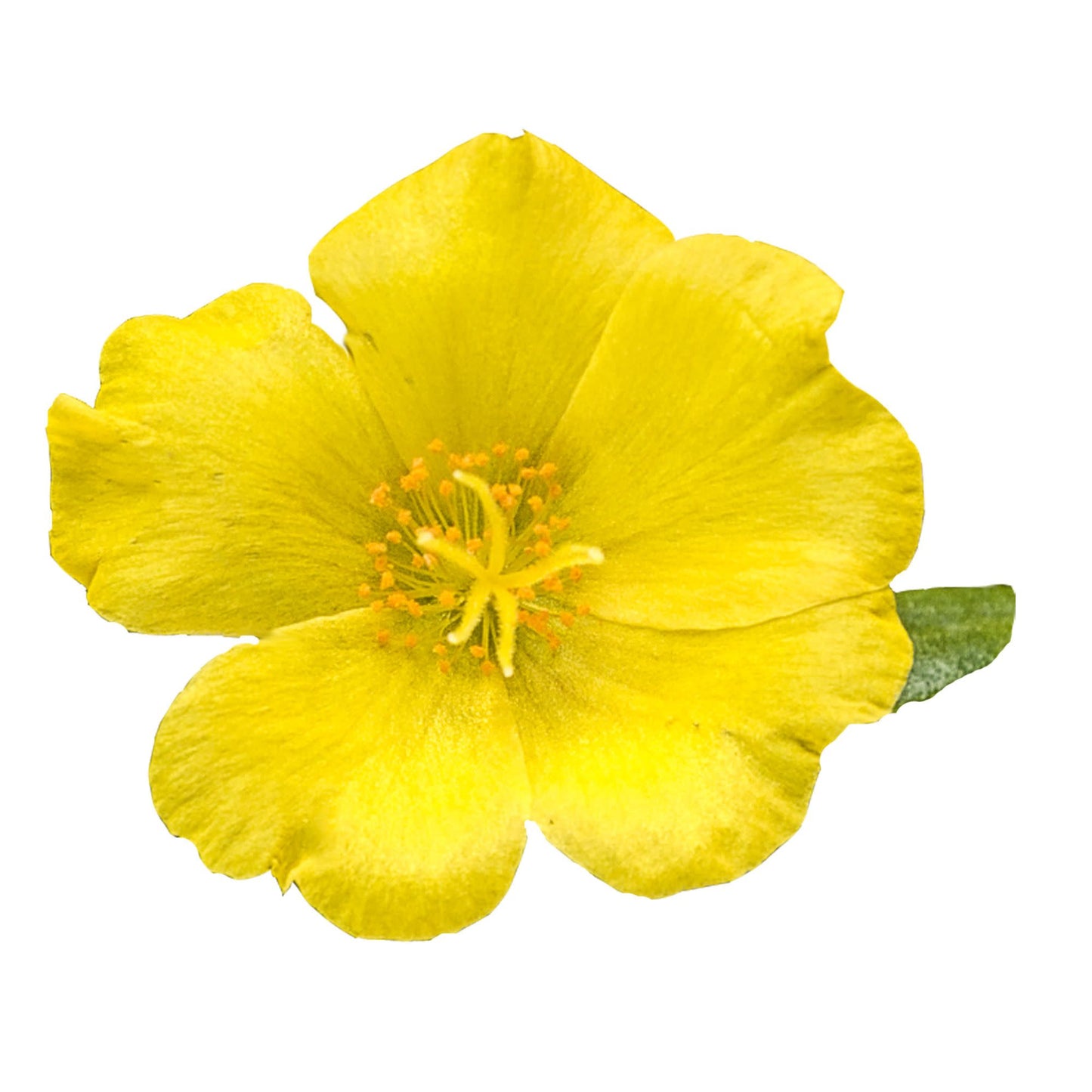 Mojave® Yellow Purslane (Portulaca umbraticola)