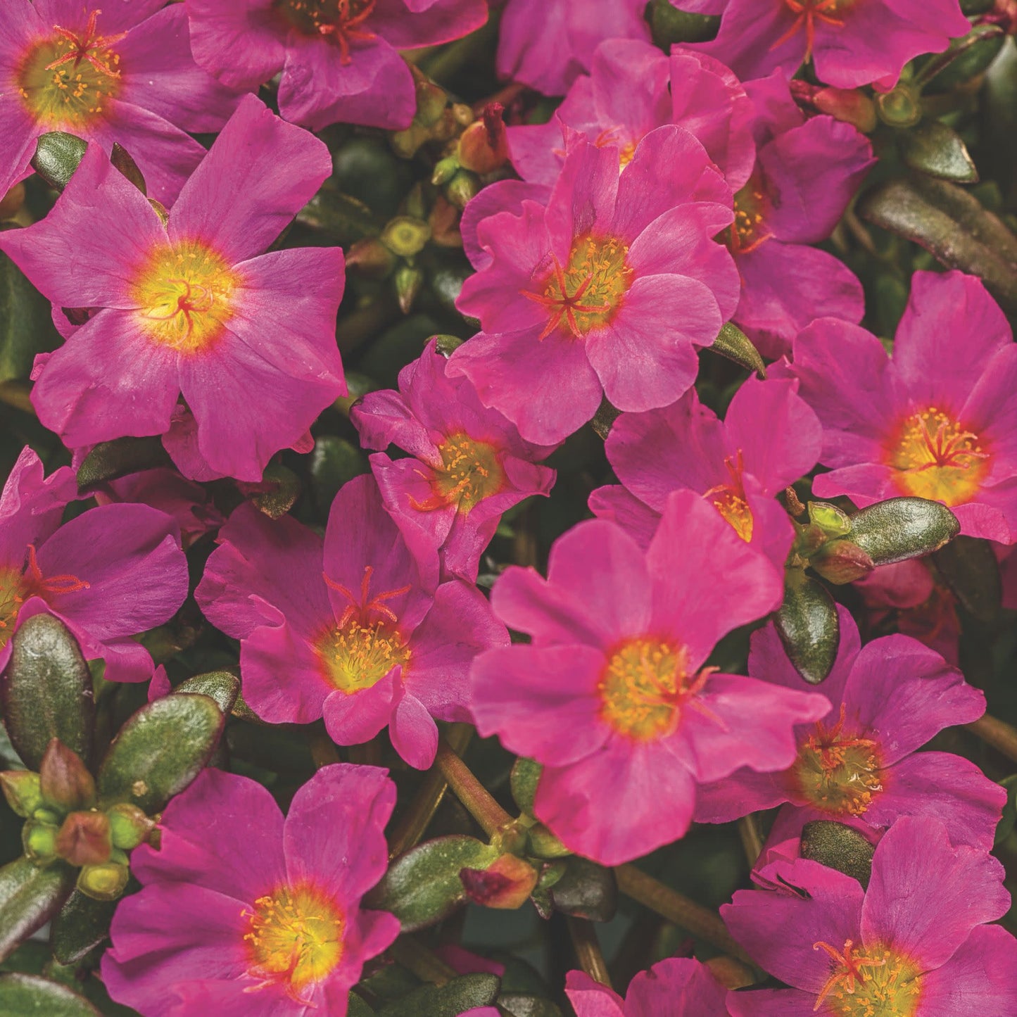 Mojave® Fuchsia Purslane (Portulaca umbraticola)