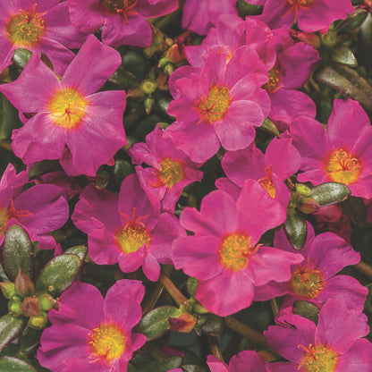 Mojave® Fuchsia Purslane (Portulaca umbraticola)