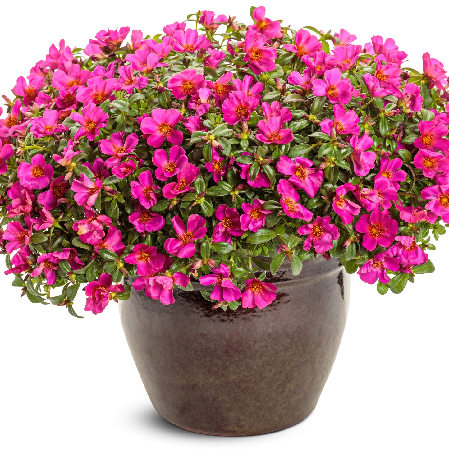 Mojave® Fuchsia Purslane (Portulaca umbraticola)