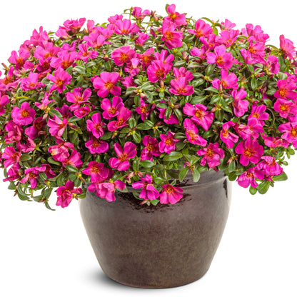Mojave® Fuchsia Purslane (Portulaca umbraticola)
