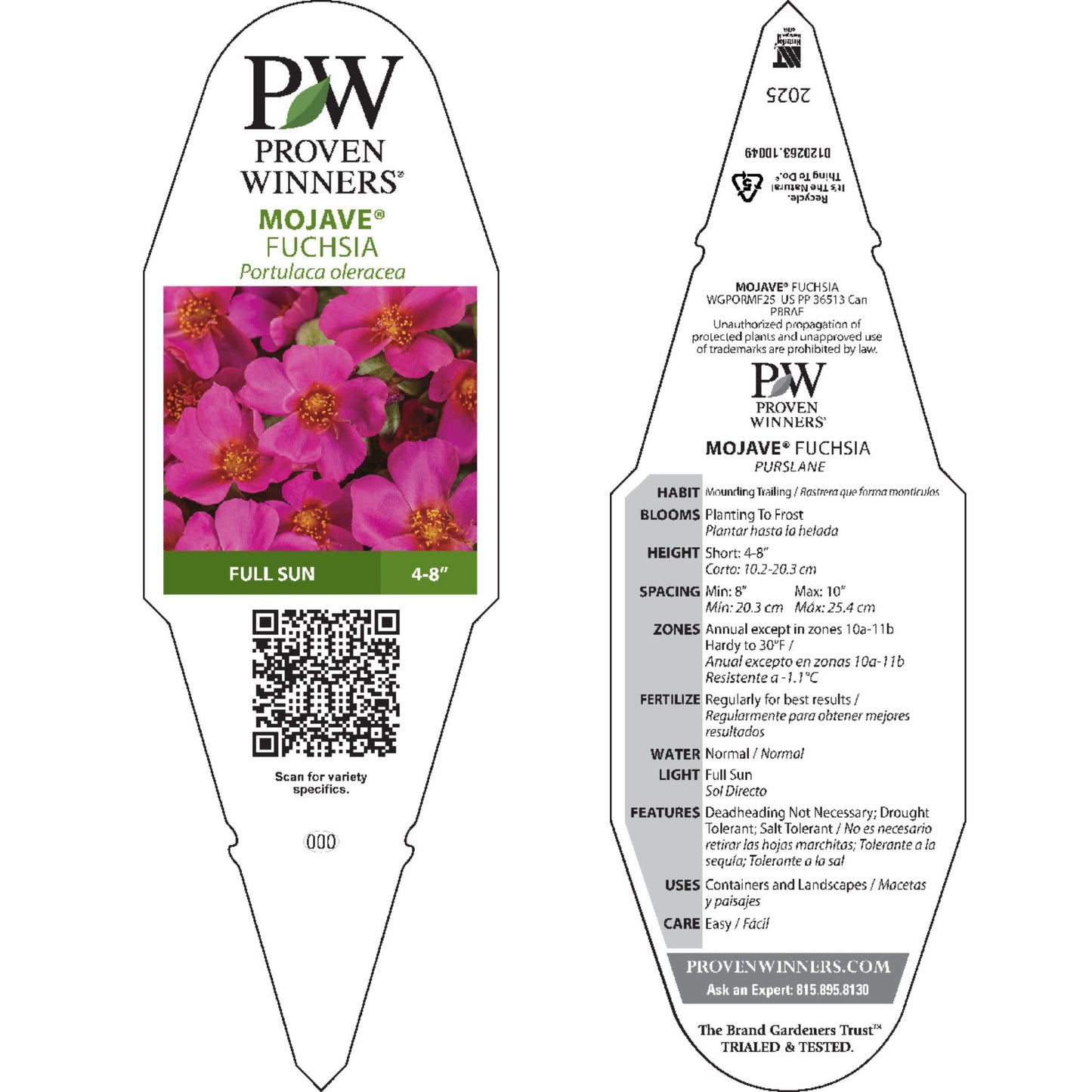 Mojave® Fuchsia Purslane (Portulaca umbraticola)