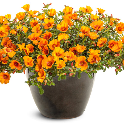 Mojave Mango Mojave Mango purslane in focus.