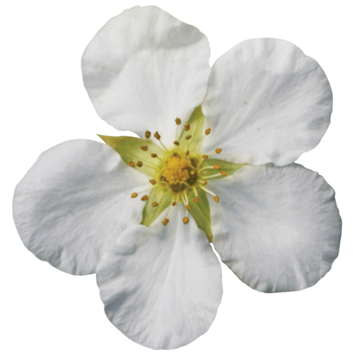 Happy Face® White Potentilla (Dasiphora fruticosa)