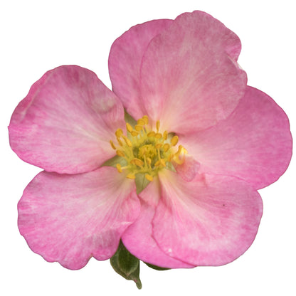 Happy Face Hearts® Potentilla (Dasiphora fruticosa)