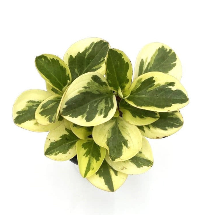 leafjoy Savory Delights Sweet and Sour Baby Rubber Plant up close.