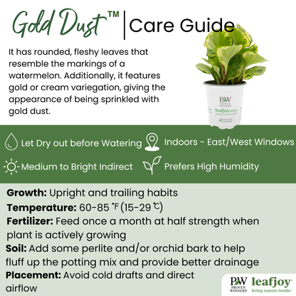 leafjoy® Savory Delights™ Gold Dust™ Baby Rubber Plant detailed care information.