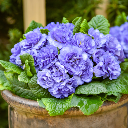 Bouquet Perfect™ Watercolour Blue Primrose (Primula vulgaris) | Proven Winners® New Variety 2026