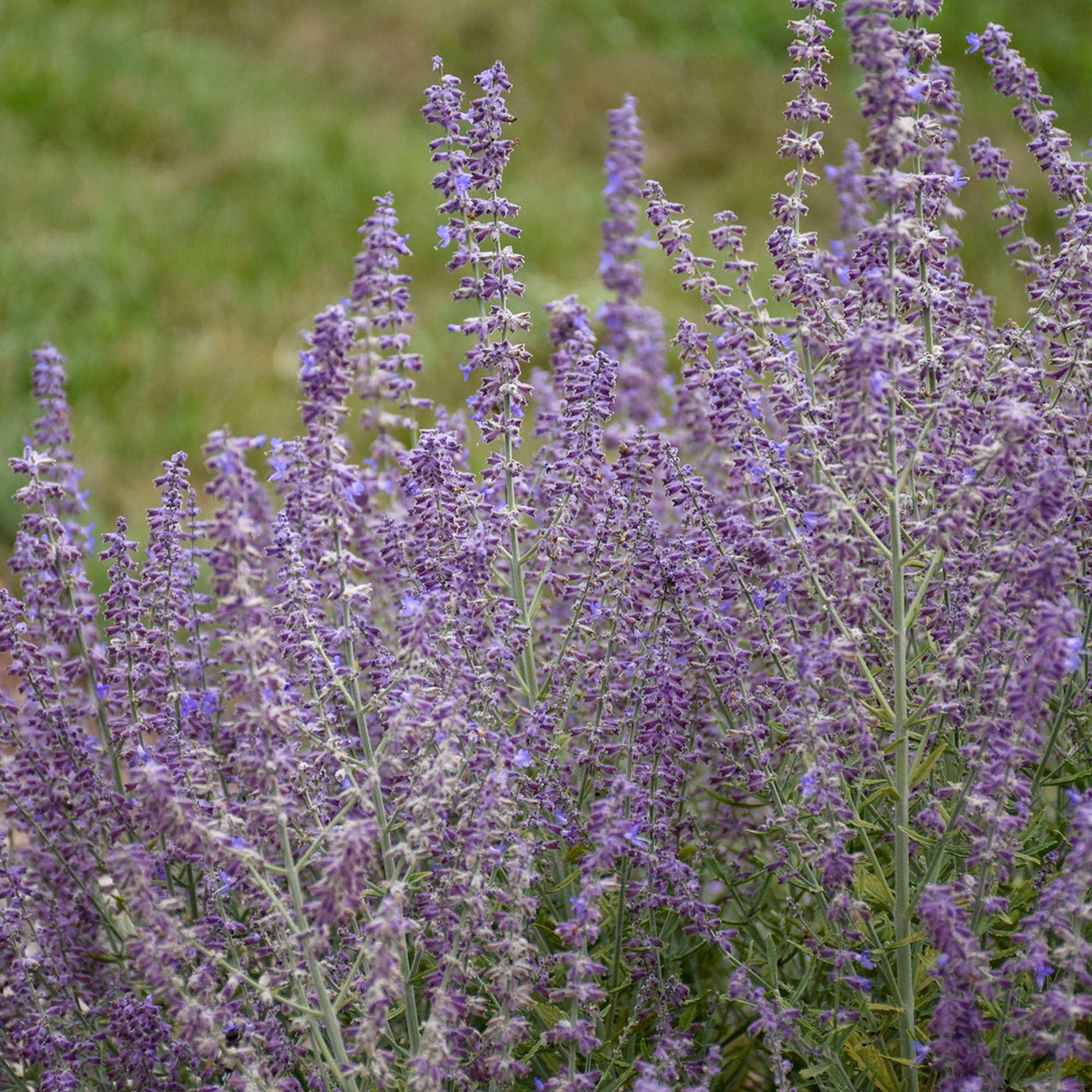 Proven Winners Sage Advice Russian Sage