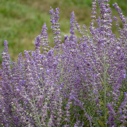 'Sage Advice' Russian Sage (Perovskia atriplicifolia)