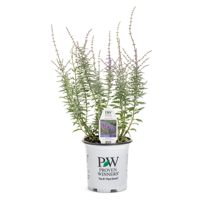 'Sage Advice' Russian Sage (Perovskia atriplicifolia)
