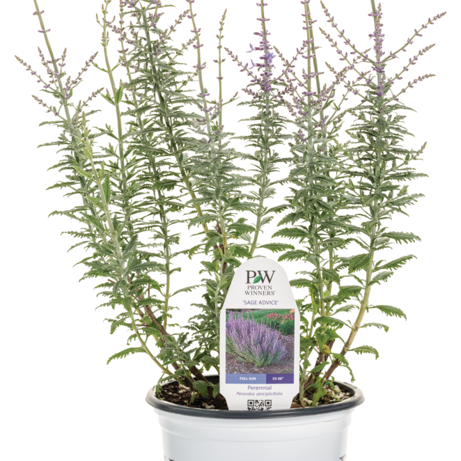 'Sage Advice' Russian Sage in container.