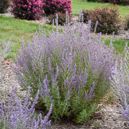 'Sage Advice' Russian Sage (Perovskia atriplicifolia)