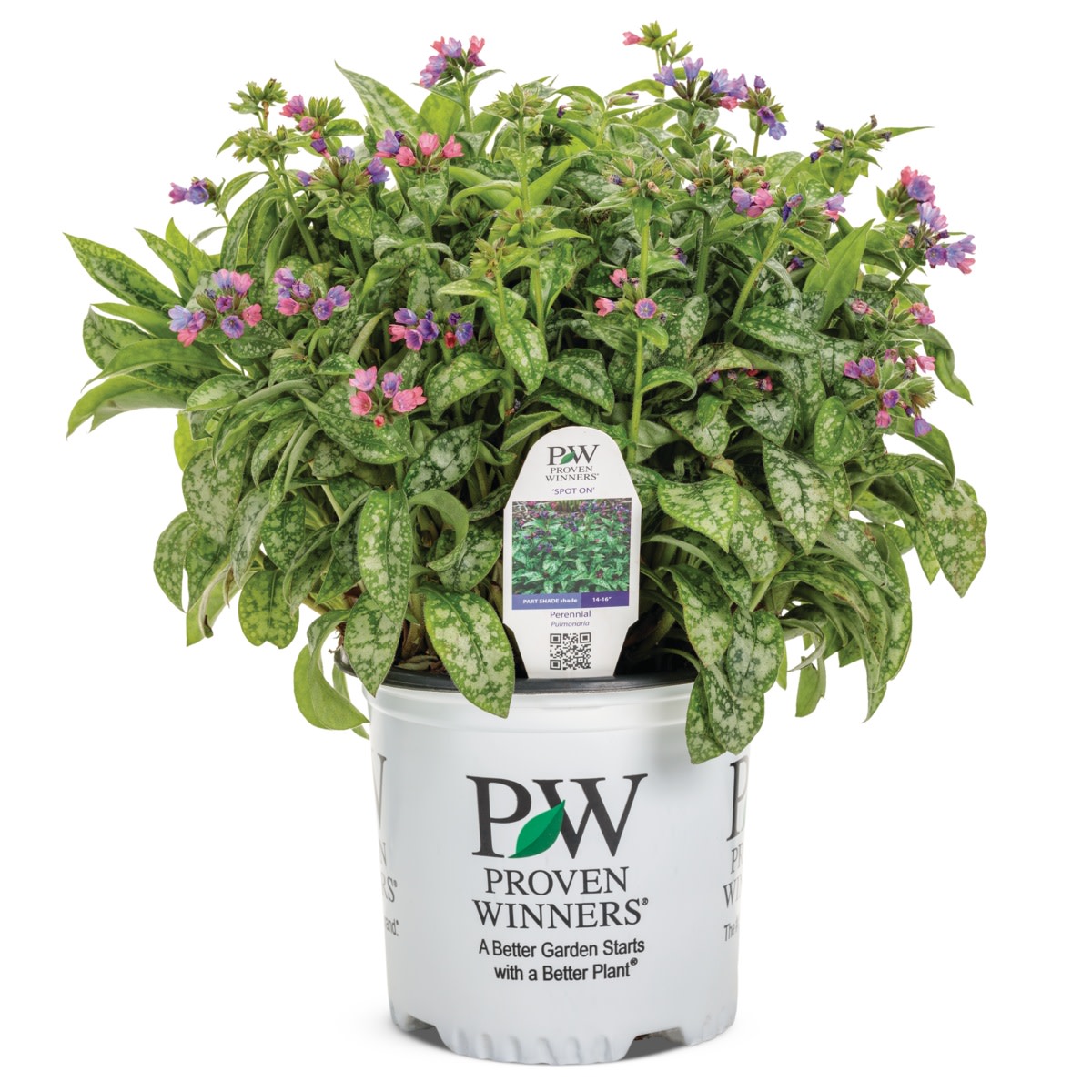 'Pink-a-Blue' Lungwort (Pulmonaria hybrid)