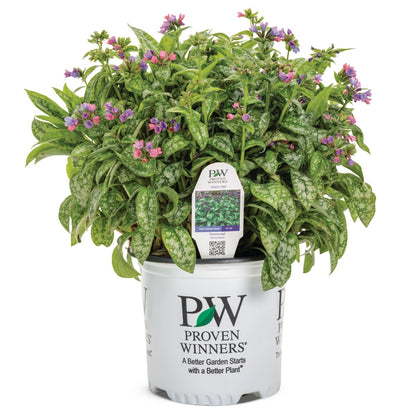 'Pink-a-Blue' Lungwort (Pulmonaria hybrid)