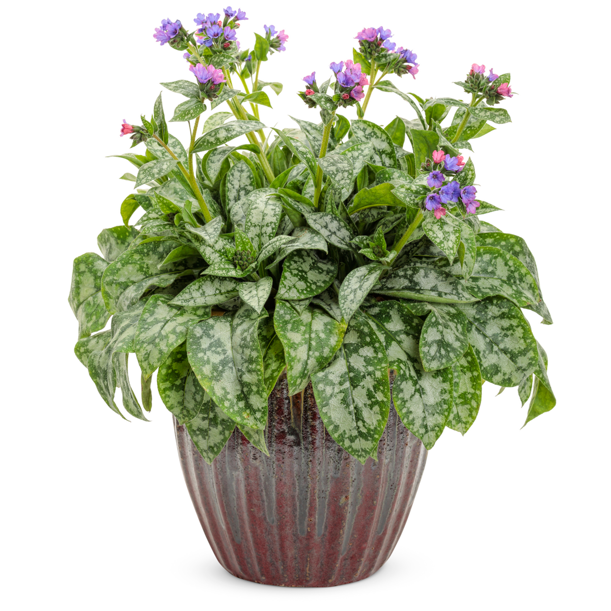 'Pink-a-Blue' Lungwort (Pulmonaria hybrid)