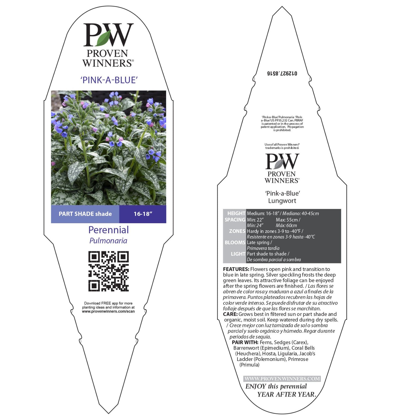 'Pink-a-Blue' Lungwort (Pulmonaria hybrid)