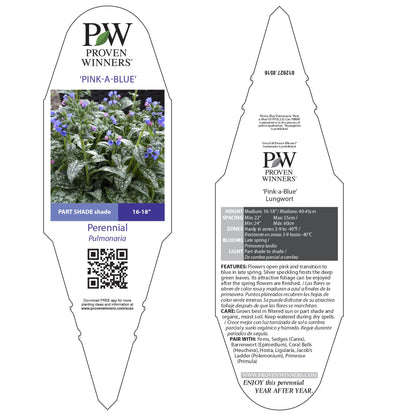 'Pink-a-Blue' Lungwort (Pulmonaria hybrid)