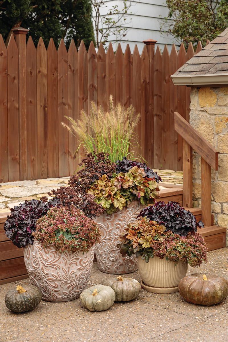Rock 'N Grow® 'Back in Black' Stonecrop (Sedum)