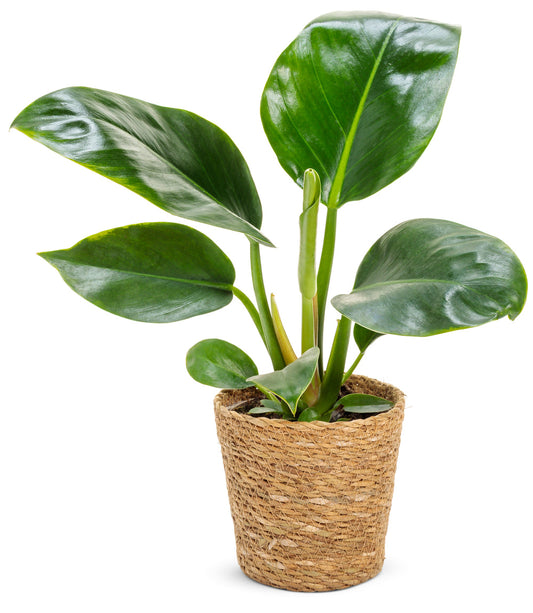 Prismacolor™ Green Diamond Hybrid (Philodendron)
