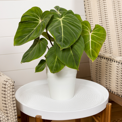 Prismacolor™ Gloriosum Creeping Philodendron (Philodendron gloriosum)