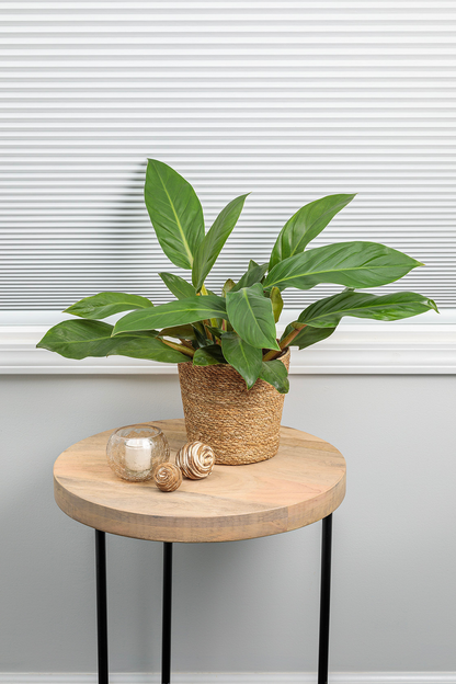 Prismacolor™ Green Diamond Hybrid (Philodendron)