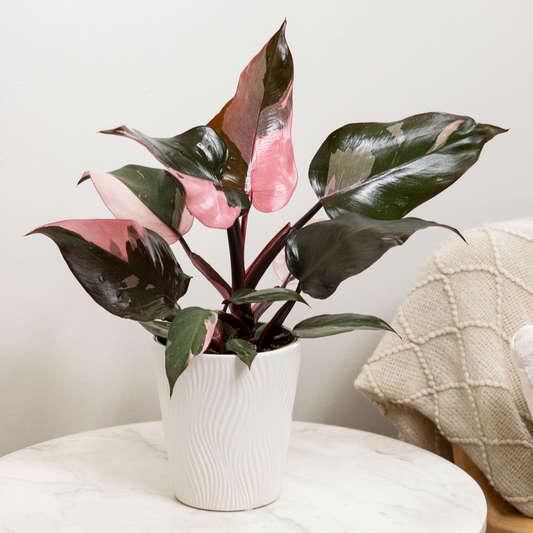 Prismacolor™ Pink Princess (Philodendron hybrid)