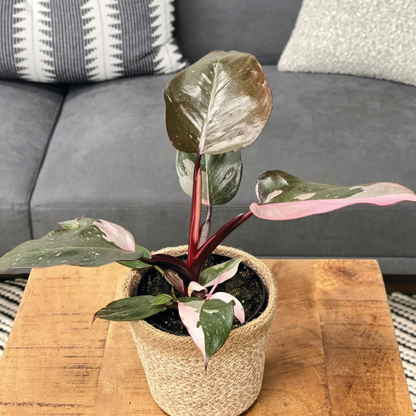Prismacolor™ Pink Princess (Philodendron hybrid)