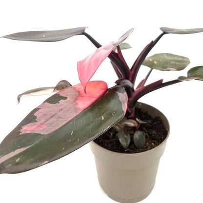 Prismacolor™ Pink Princess (Philodendron hybrid)