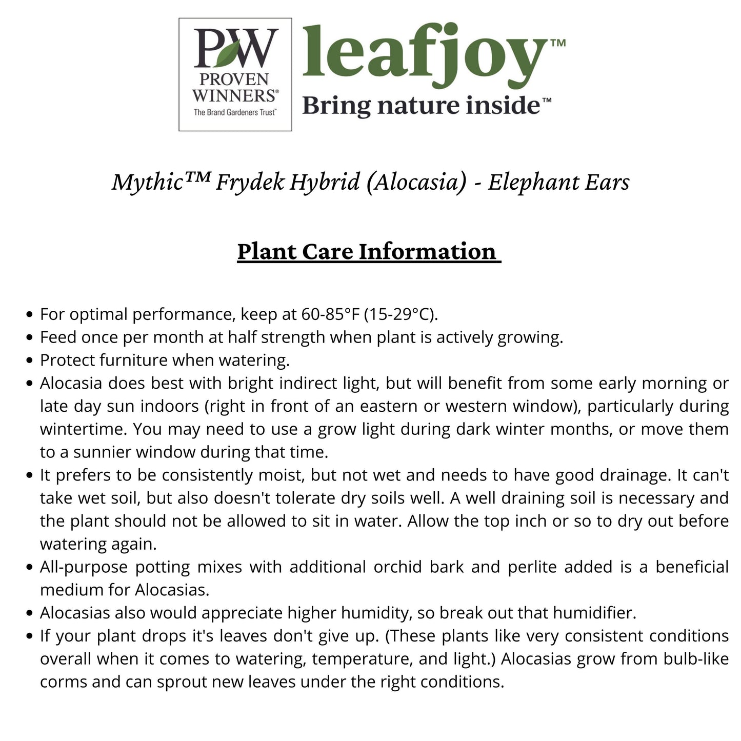 Mythic™ Elephant Ears Frydek Hybrid (Alocasia)