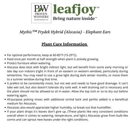 Mythic™ Elephant Ears Frydek Hybrid (Alocasia)