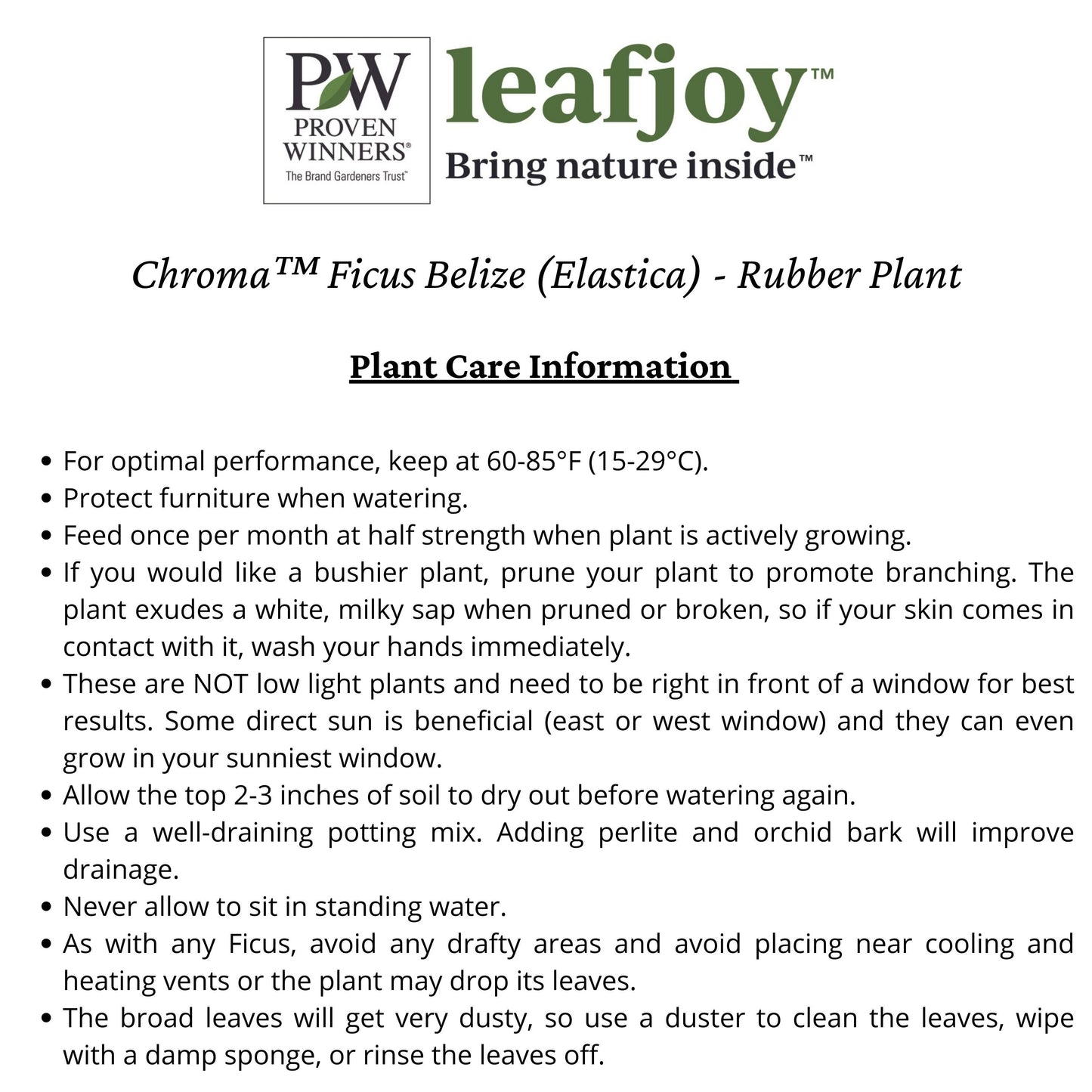 Chroma™ Ficus Belize (Elastica) - Rubber Plant