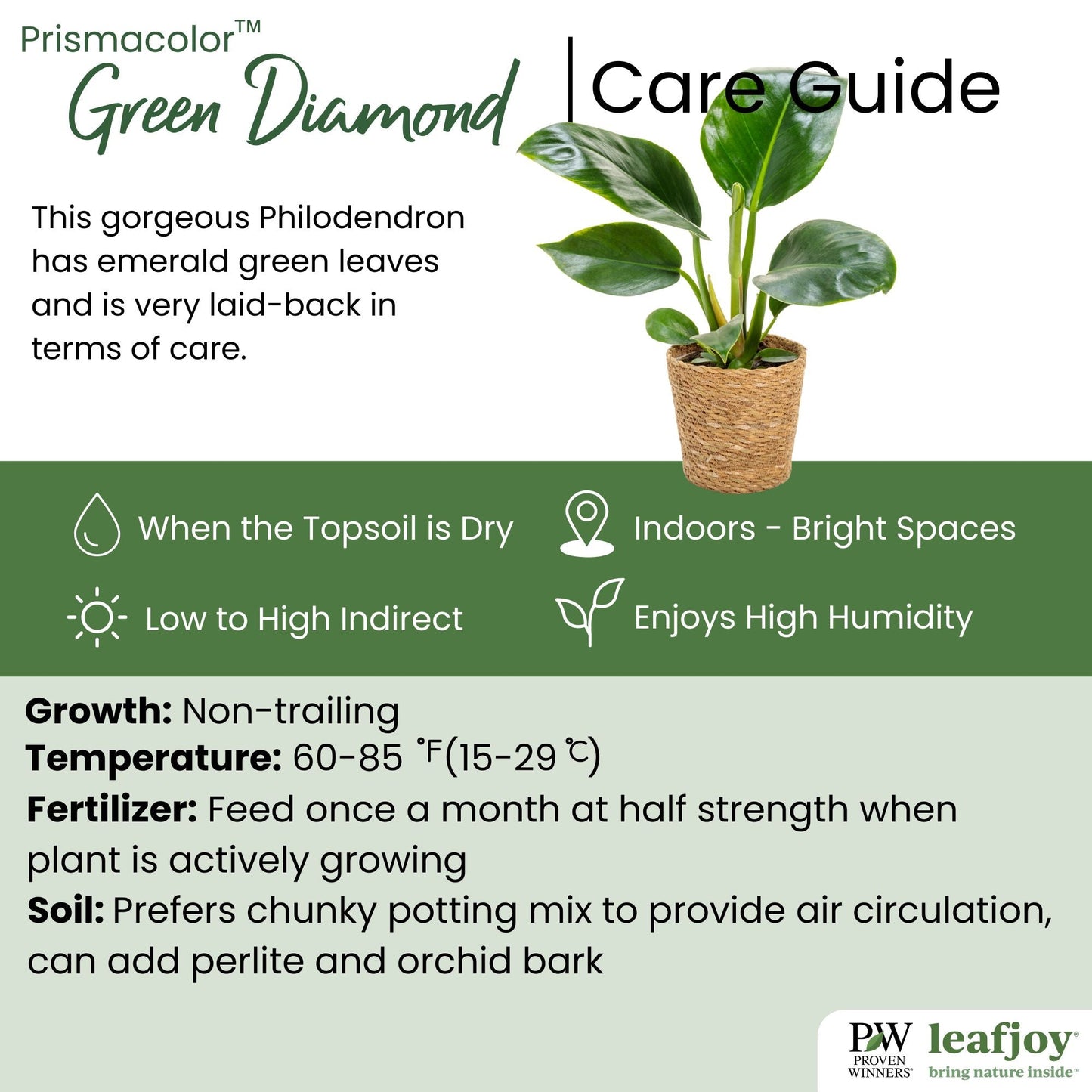 Prismacolor™ Green Diamond Hybrid (Philodendron)