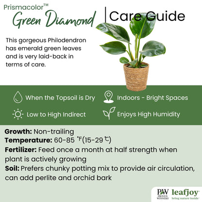 Prismacolor™ Green Diamond Hybrid (Philodendron)