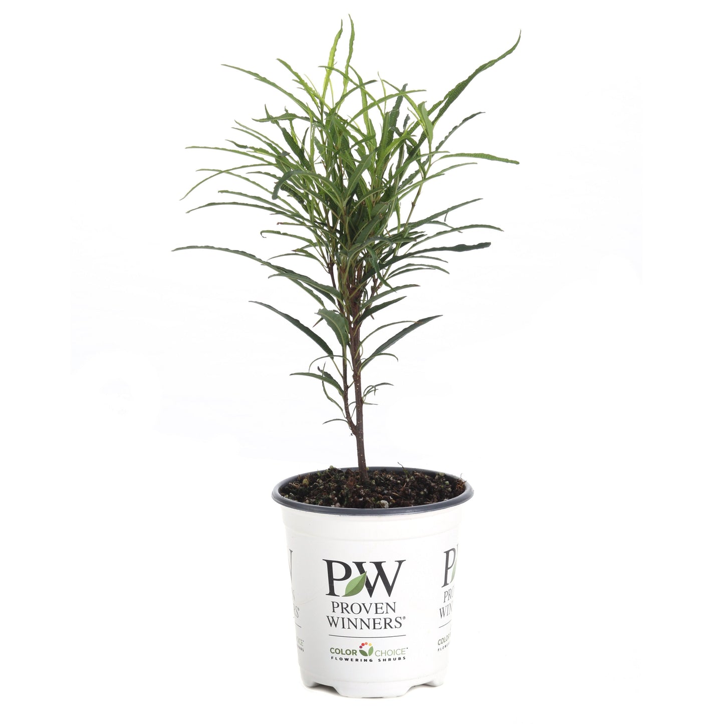 Fine Line® Buckthorn (Rhamnus frangula)