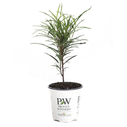 Fine Line® Buckthorn (Rhamnus frangula)