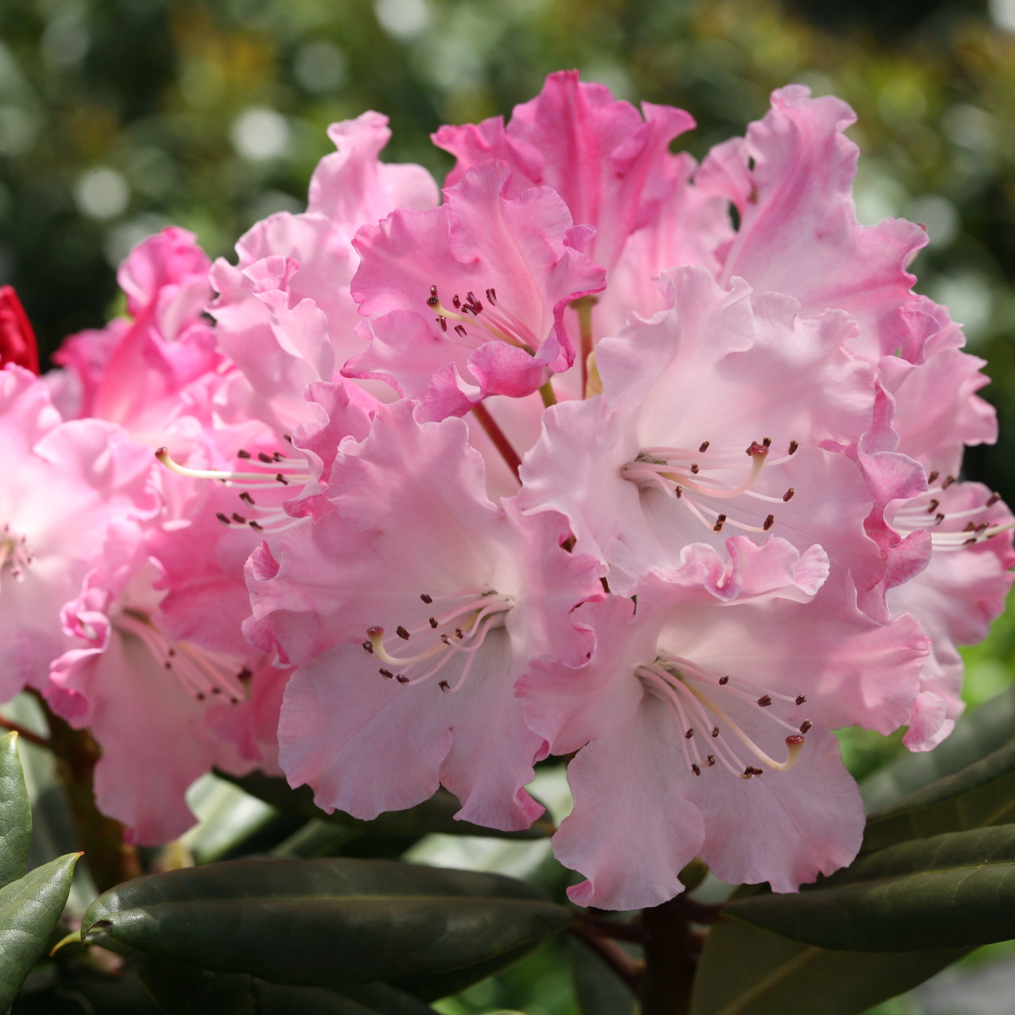 Dandy Man Color Wheel Dandy Man Color Wheel Rhododendron up close.