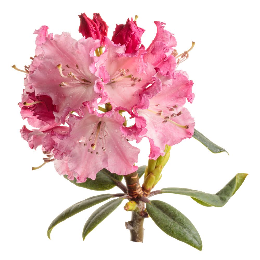 Dandy Man Color Wheel® Rhododendron