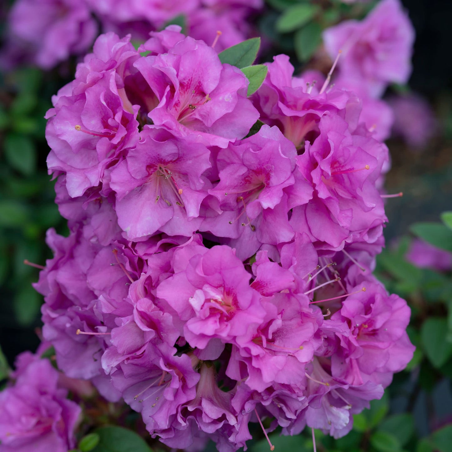 Perfecto Mundo® Double Purple Reblooming Azalea (Rhododendron x)