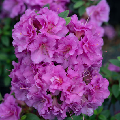 Perfecto Mundo® Double Purple Reblooming Azalea (Rhododendron x)