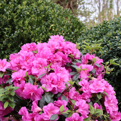 Perfecto Mundo® Double Purple Reblooming Azalea (Rhododendron x)