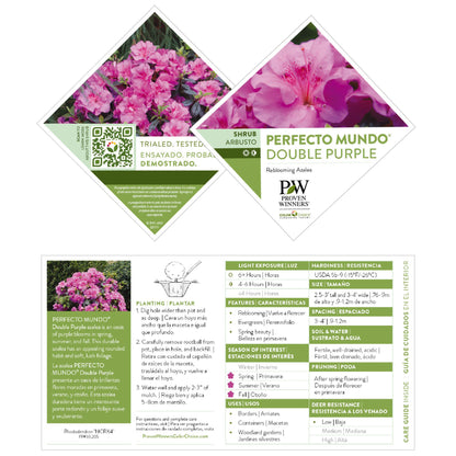 Perfecto Mundo® Double Purple Reblooming Azalea (Rhododendron x)