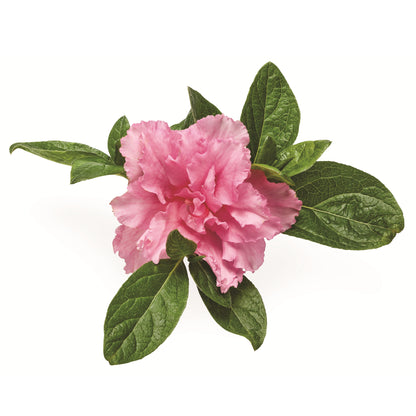 Perfecto Mundo® Double Pink Reblooming Azalea (Rhododendron x)