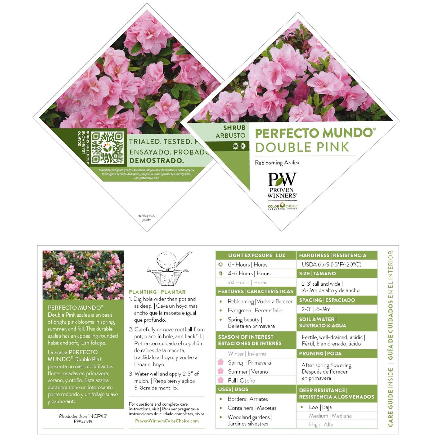 Perfecto Mundo® Double Pink Reblooming Azalea (Rhododendron x)
